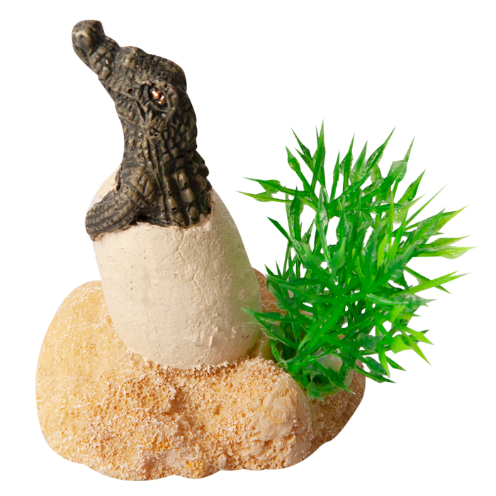 Ornament Hatching Baby Crocodile 4.5wx5dx6.5cmh