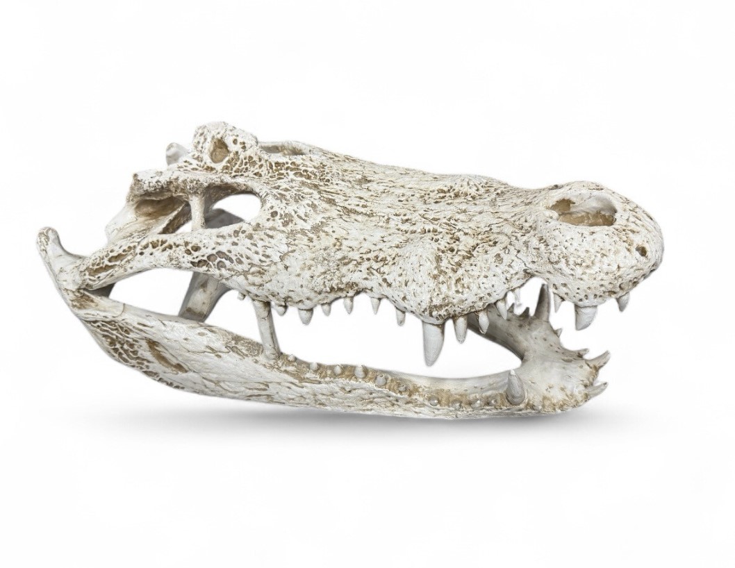 P0086L Croc Head XL 52x26x18