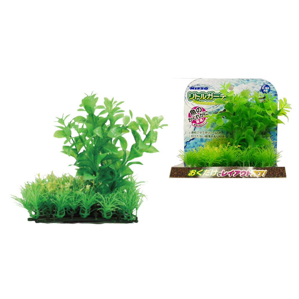 Nisso Little Garden Pennywort