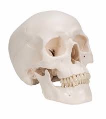 Skull 9.7x13x9.8